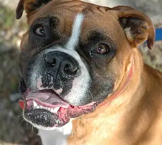 A fawn Boxer head