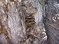 Bracket fungus in the NCA.