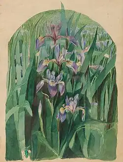 Purple Iris