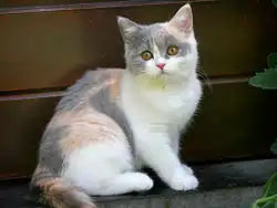 Calico cat with diluted coloration