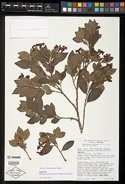Brunfelsia plowmaniana : type specimen of Brunfelsia species named in honour of Brunfelsia expert the late Dr. Timothy Plowman.