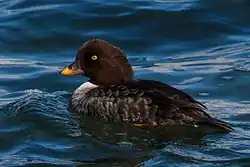 Bucephala_islandica-3