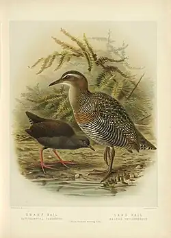 Extinct Caroline Islands rail Porzana monasa, left, with G. philippensis