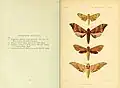 Book page showing watercolour plate of moth specimens