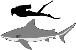 A size comparison of an average bull shark and human diver