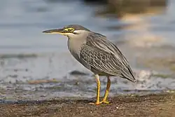 Striated heron