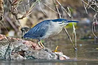 B. s. macrorhyncha on the Daintree River, North Queensland, Australia