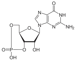 cGMP