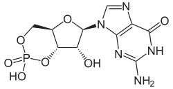 Skeletal formula of cyclic guanosine monophosphate
