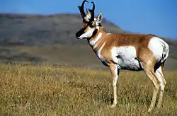 Pronghorn are found in the Bear Mountains.