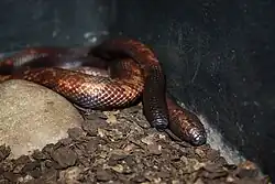 Calabaria type species; the Calabar python (C. reinhardtii)