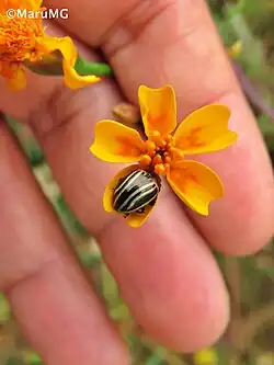 Calligrapha aeneovittata, México