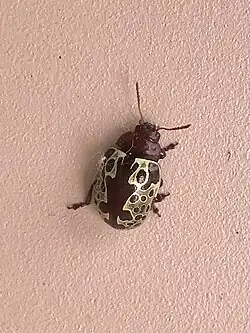 Calligrapha argus, Panamá