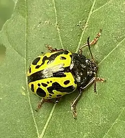 Calligrapha fulvipes, Guatemala