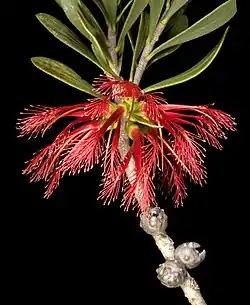 C. quadrifidus subsp.homalophyllus