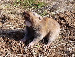 Brown gopher