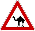 Camel crossing