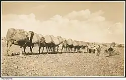 Image 5A camel train in the desert, with each of the camels loaded with two bales of wool from Arrabura Station, 1931. (from Transport in South Australia)