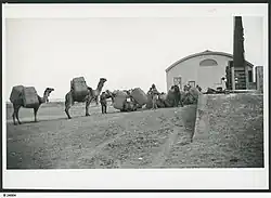 Image 13Camel train, with wool from Nappamerry being unloaded at the Railway Station, 1928. (from Transport in South Australia)