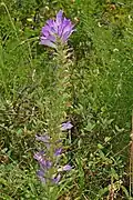 Plant of Campanula spicata