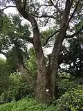 Camphor Tree near Hole 3