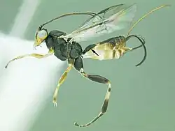 Image of a pinned specimen of Camptothlipsis