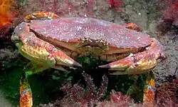 Red rock crab (Cancer productus)