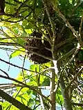 A bee swarm of Cape honey bees