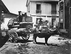 A carabao cart in the Philippines in 1899