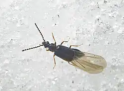 A rove beetle walking on snow