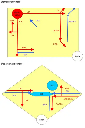 Cardiac vessel schematic