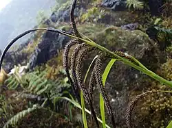 At Mount Waialeale, Kauai