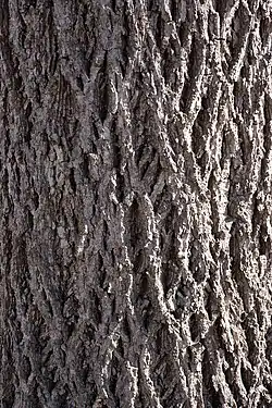 Bark