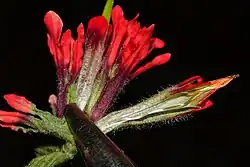 Castilleja bella species has hirsute, brightly colored bracts.