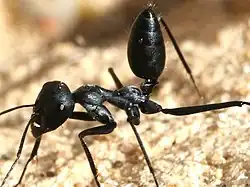 Cataglyphis nigra with raised gaster