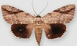 Catocala maestosa sad underwing