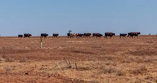 Australian Droughtmaster cattle on an extensive farm in Queensland, Australia