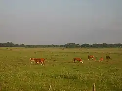 Cattle grazing on ranch lands between Beeville and Goliad, Texas