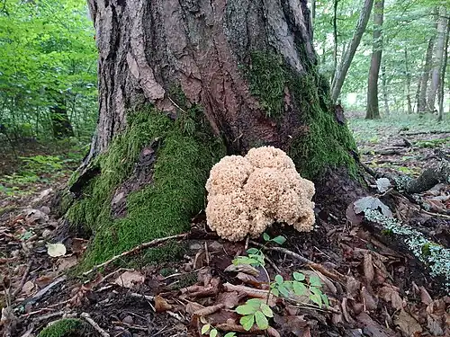 Sparassis crispa growing at the base of a pine tree near Ehrenbach, Germany