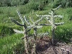 Cholla (Cardón).