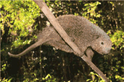 Brown porcupine