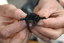 Black bat