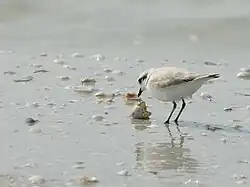 Photograph of a female discharging eggshell on sand that is covered by a water film