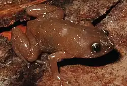 small frog sitting on the ground