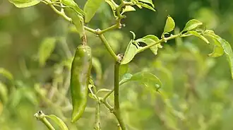 Immature chilies in the field