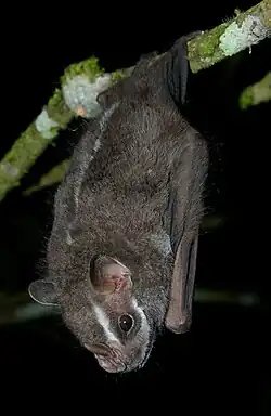 Gray bat