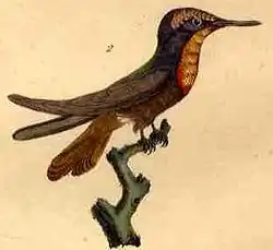 Male by Georges-Louis Leclerc de Buffon (1707–1788)