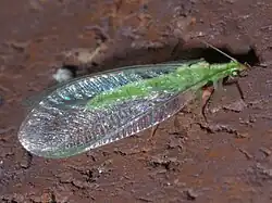 Chrysoperla rufilabris