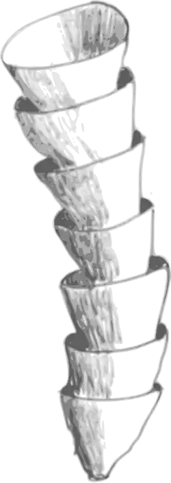 Reconstruction of Cloudina