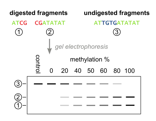 The quantification step of Combined Bisulfite Restriction Analysis, taking place after restriction digestion. The digested PCR fragments are separated and visualized by gel electrophoresis, and the DNA methylation level of the input DNA can be determined by quantifying the comparing the amount of DNA in the digested and undigested bands.